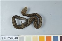 藏品(菊池氏龜殼花)的圖片